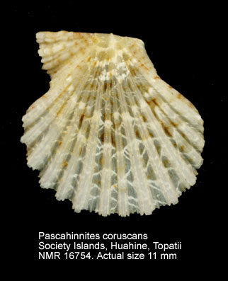 Pascahinnites coruscans.jpg - Pascahinnites coruscans(Hinds,1845)
